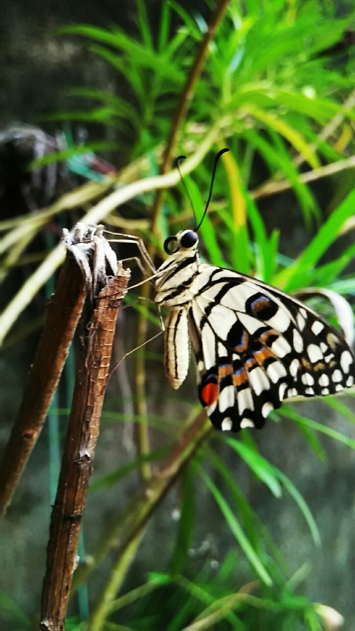 Butterfly