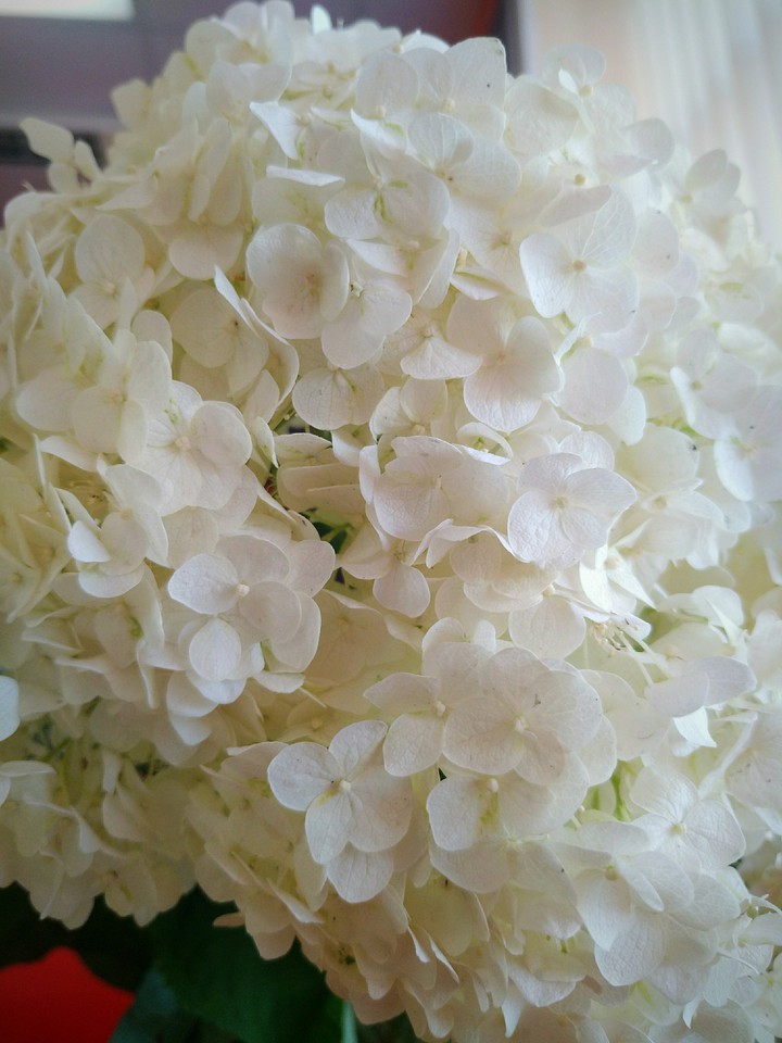 Bridal flower