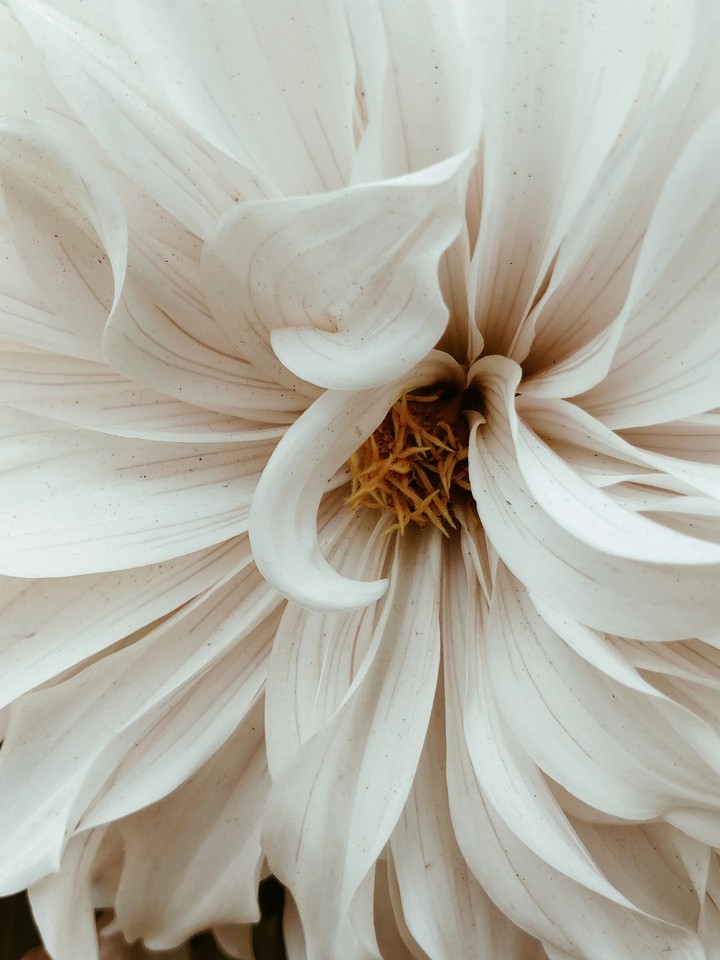 white flower