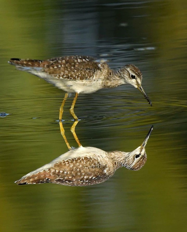Reflection