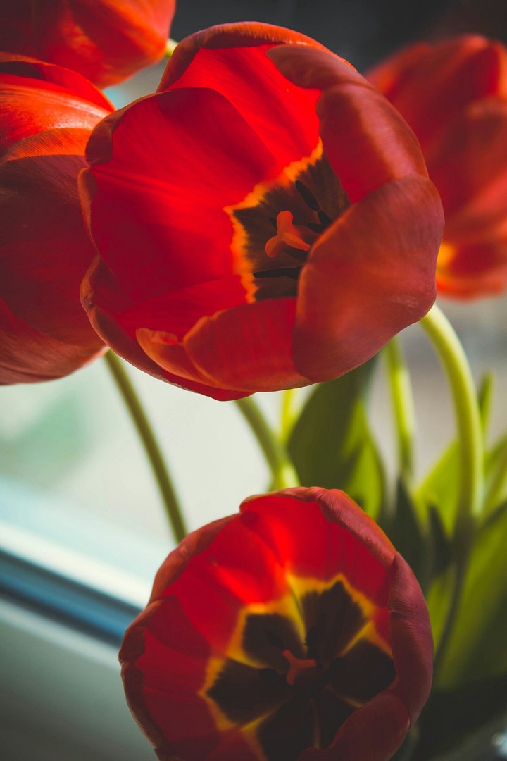 Tulip