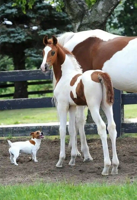 обои mustang, horse