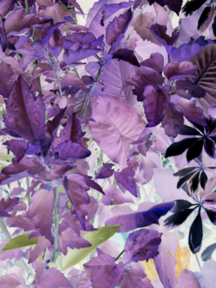 purple and green