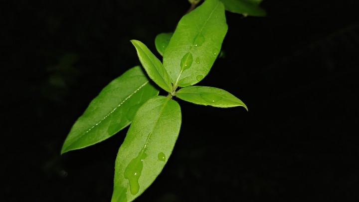 leaf
