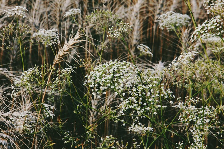 field