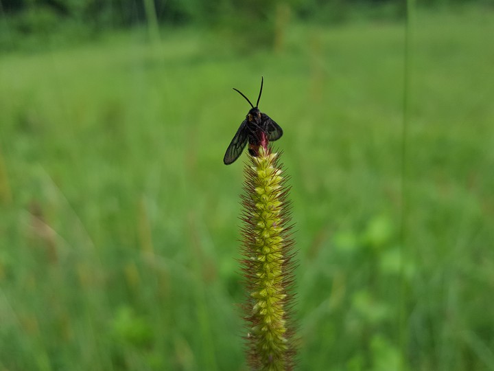 flys