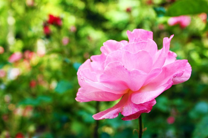 Pink rose