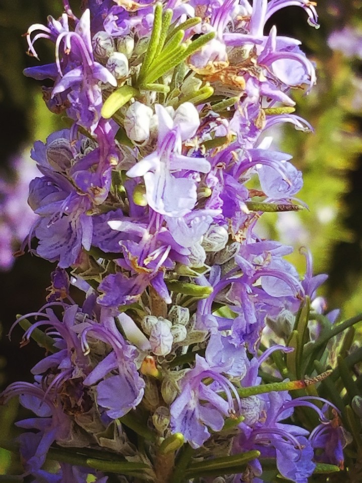 陽春の花③