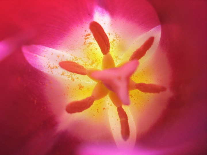 inside tulip