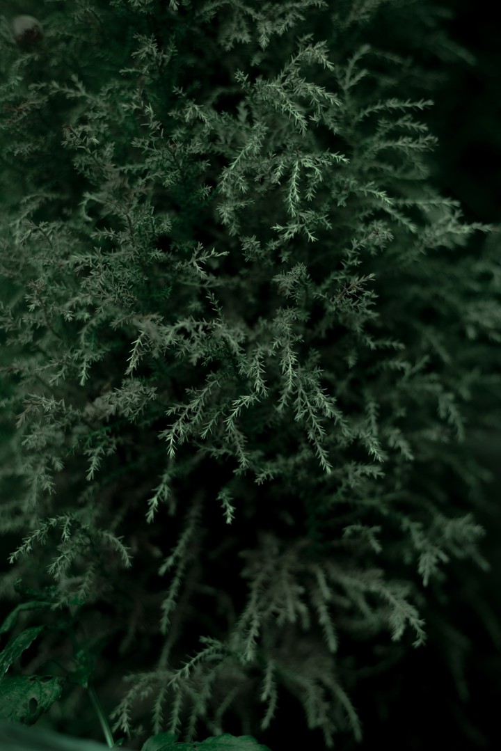 Secret of tree