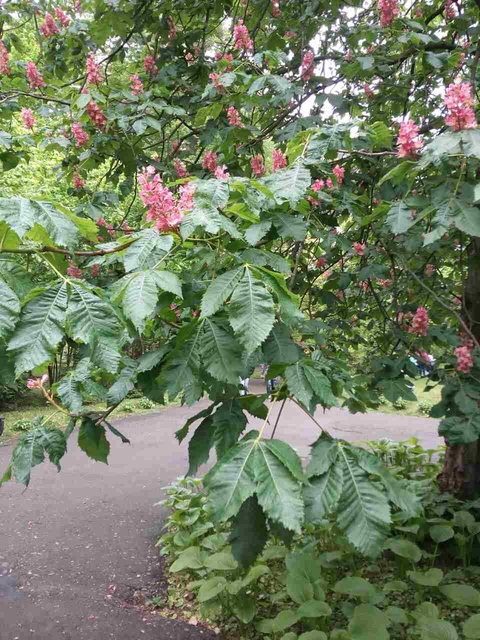 flovers