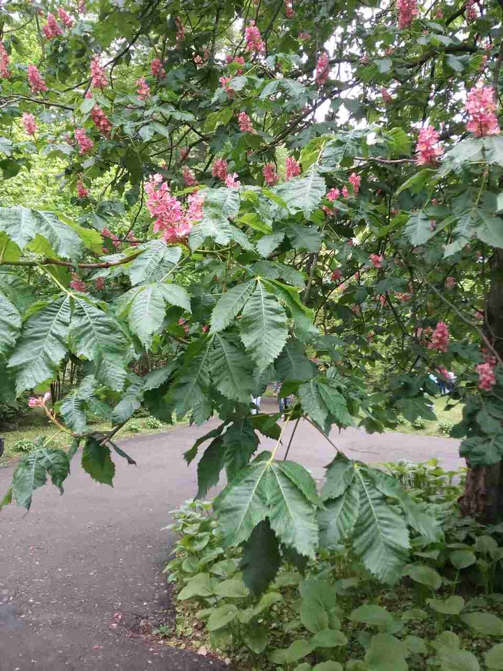 flovers 