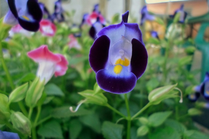 Morado