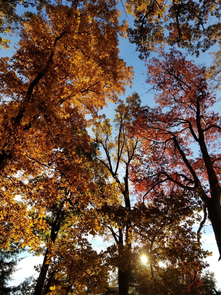Autumn colors at peak today!