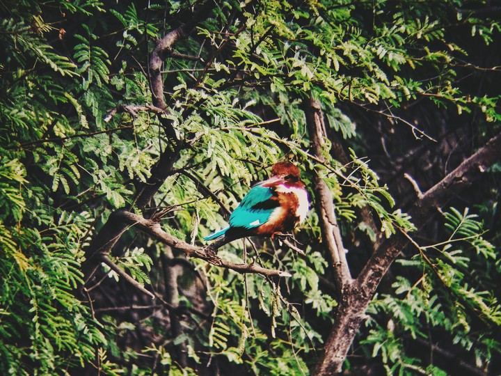 kingfisher