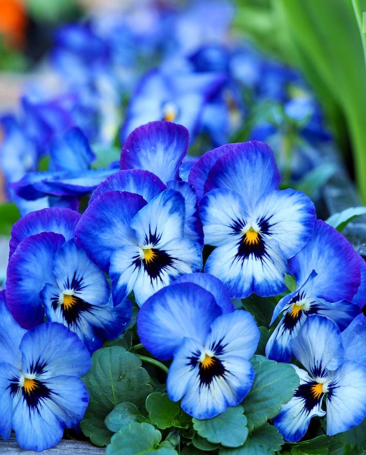 pansies