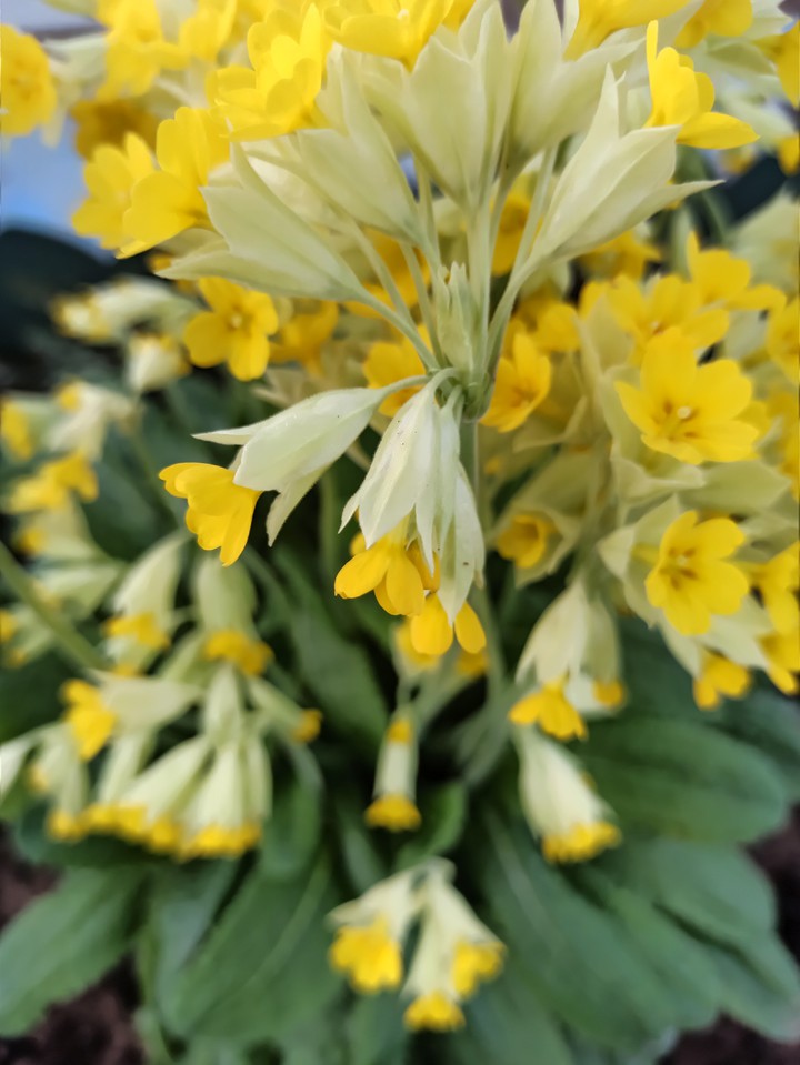 gold flower ?