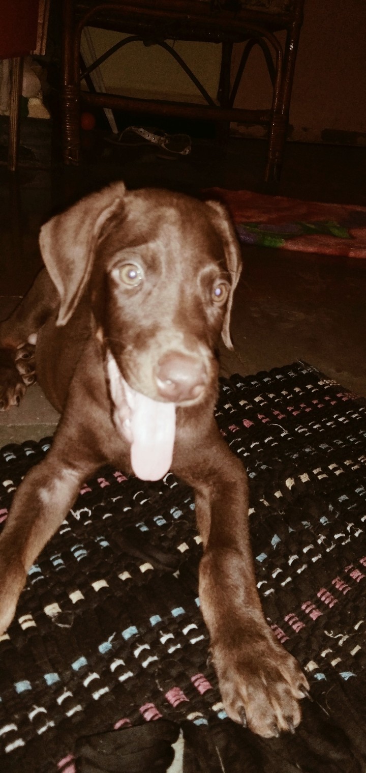 brono my dog