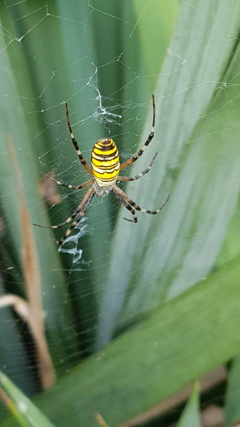 Spider