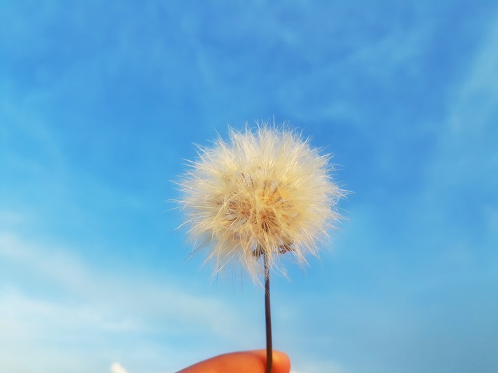 dandelion