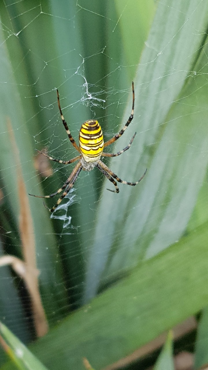 Spider