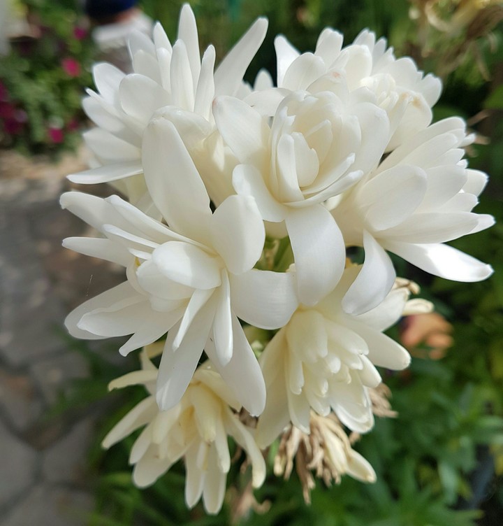 Mom's Garden