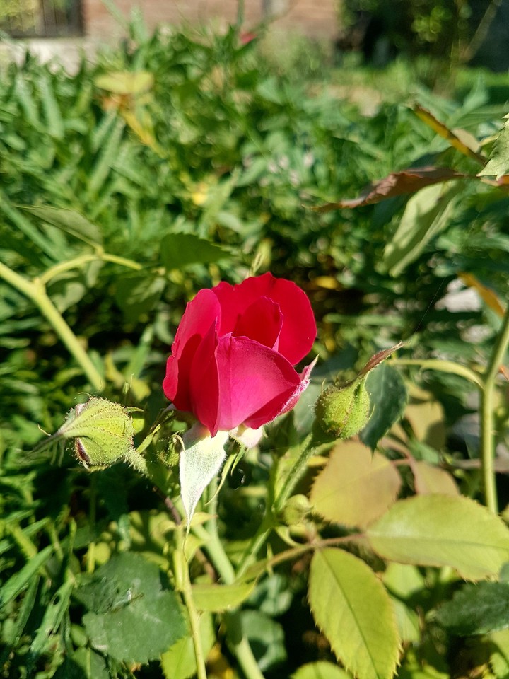 Lonely Rose
