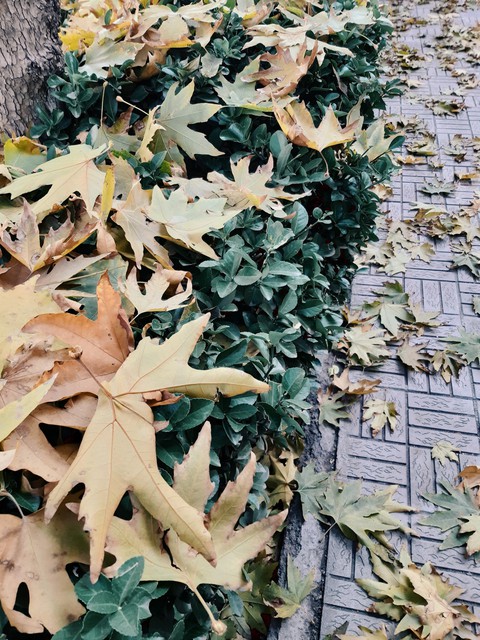 پائیز
