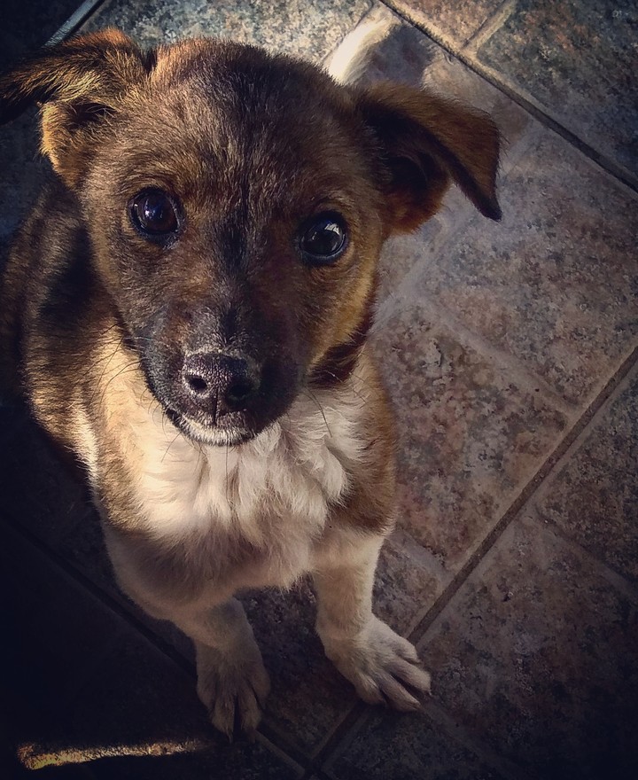 puppy