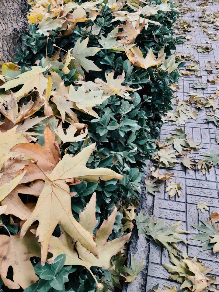 پائیز