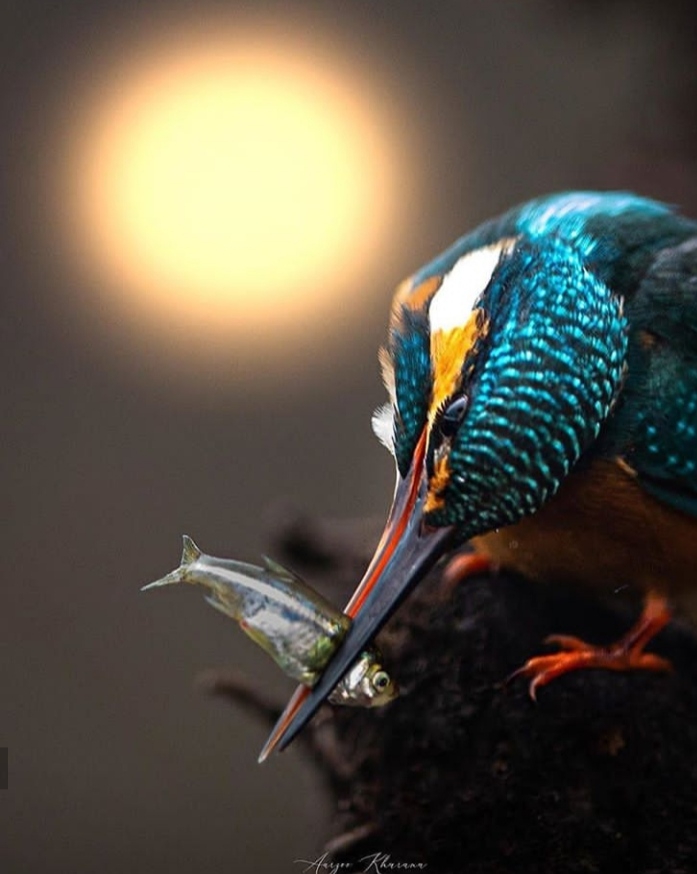 Bird