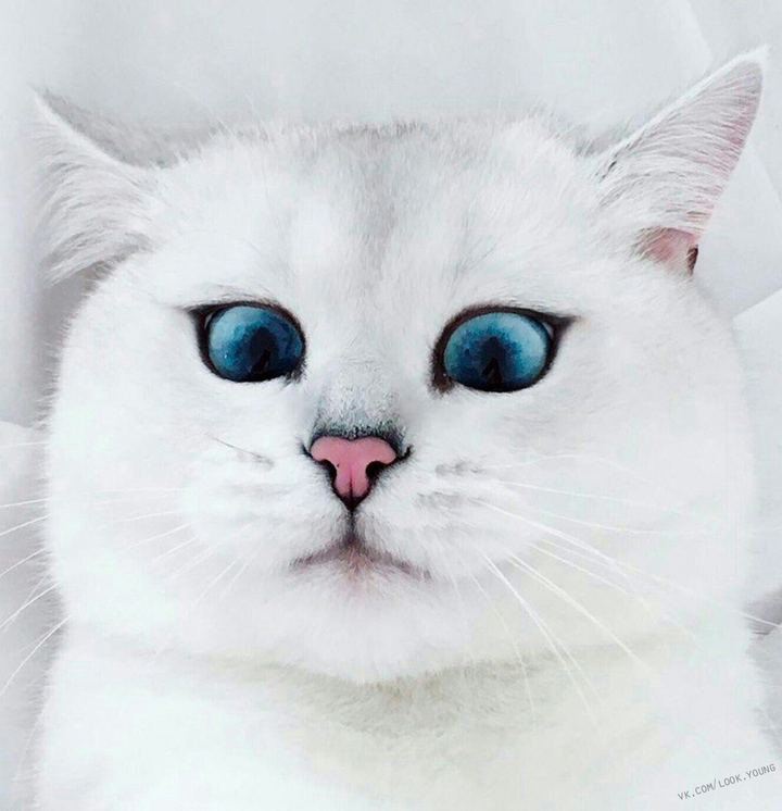 котейка