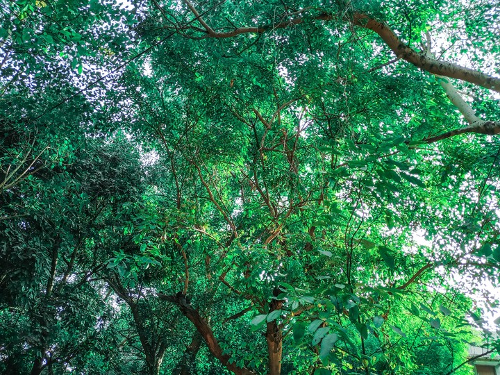 Nature