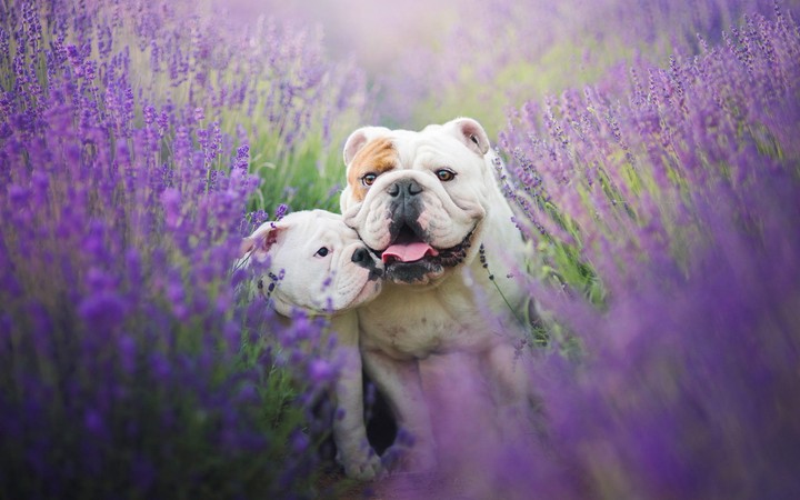 purple