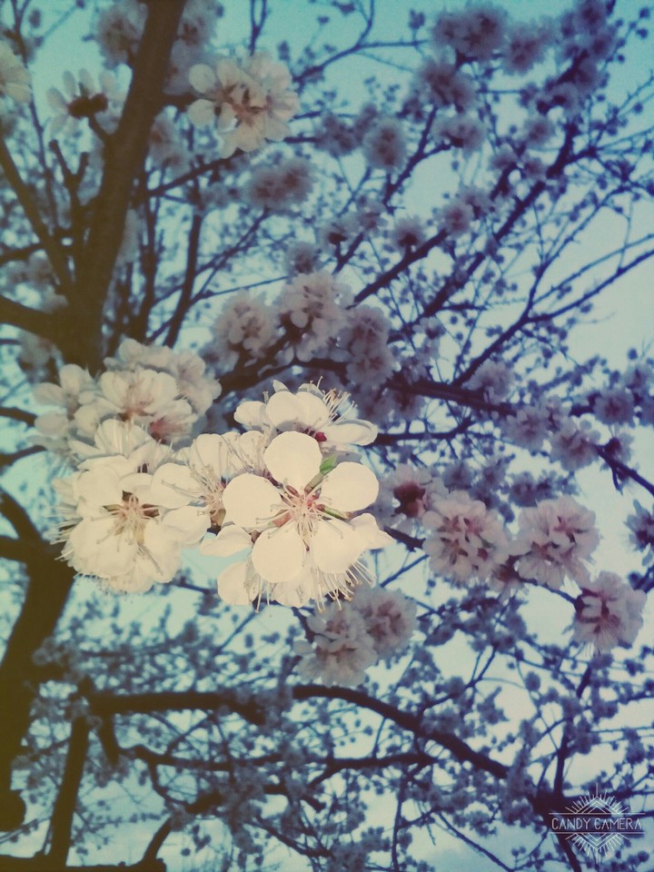 Bloom