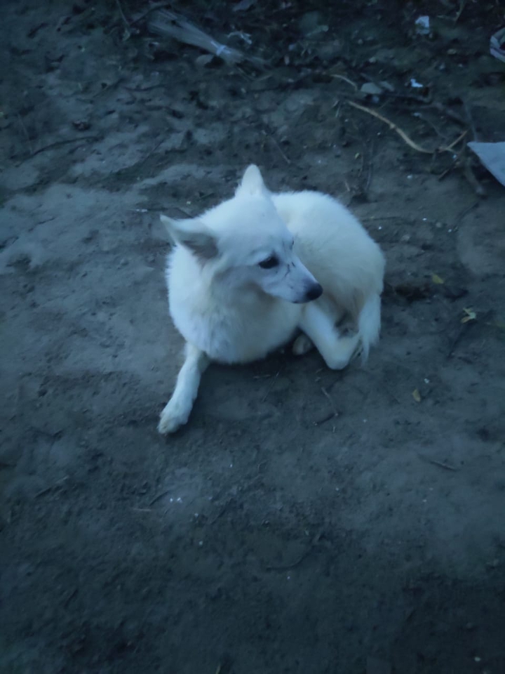 indian spitz