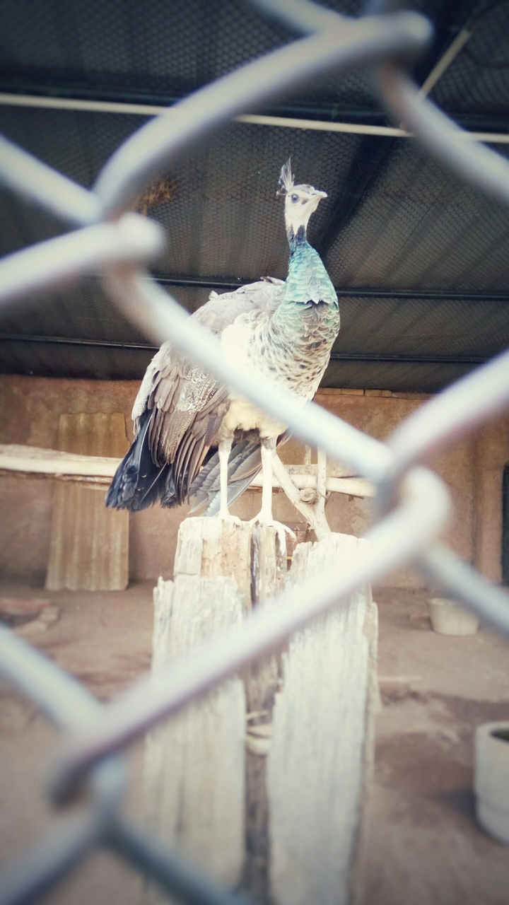peacock
