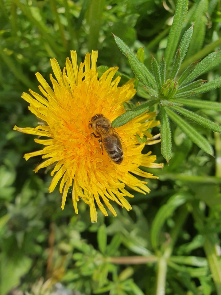 bee