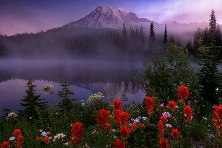 Mountain Rainier Flowers.