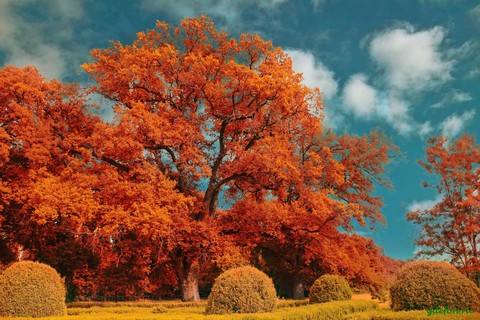 тапети nature, branch