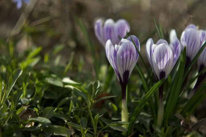 Crocus