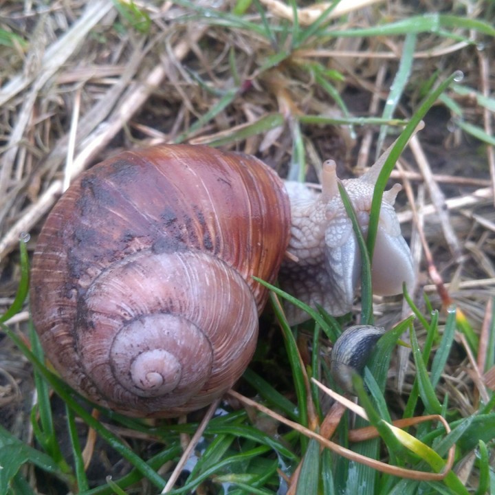 snail 