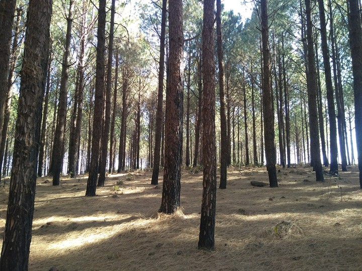 silence in the forest