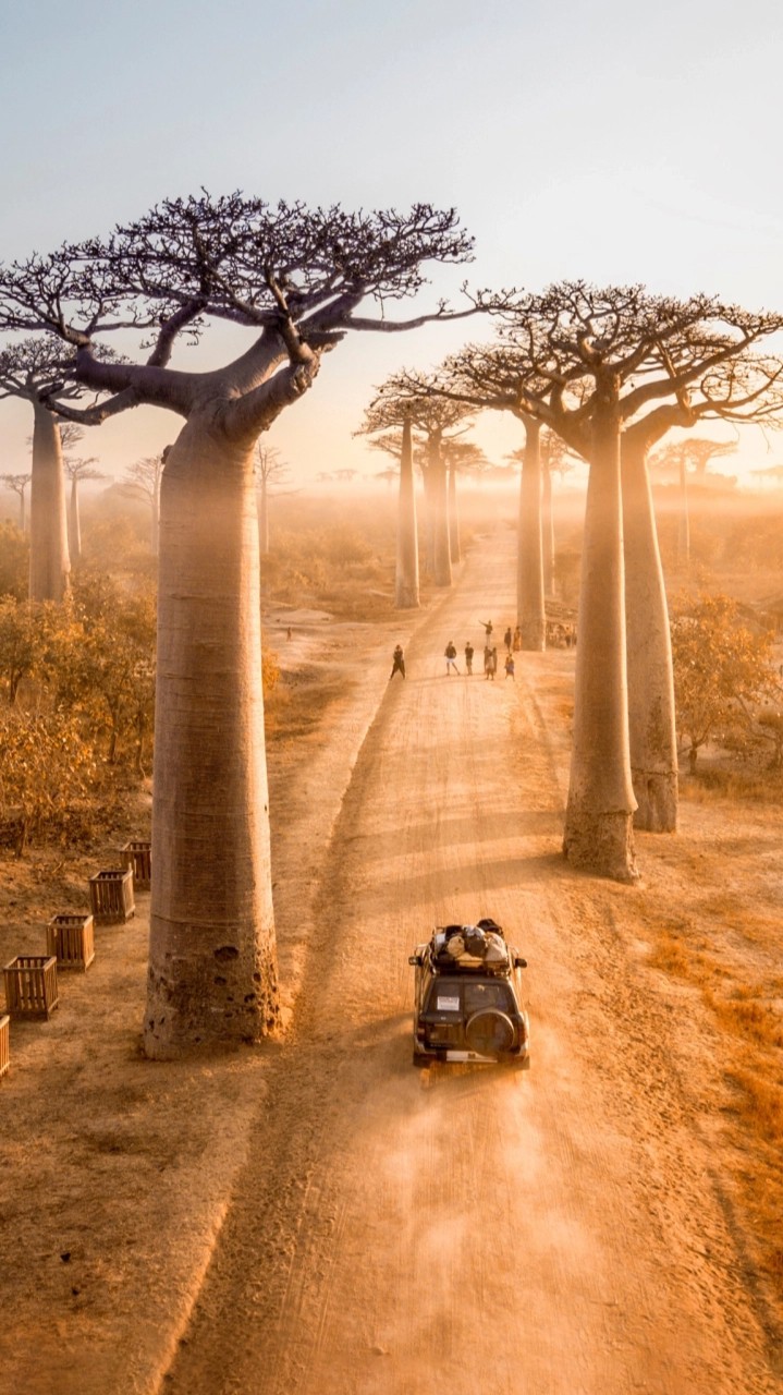 baobab tree
