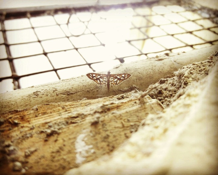 OP 2 Photography