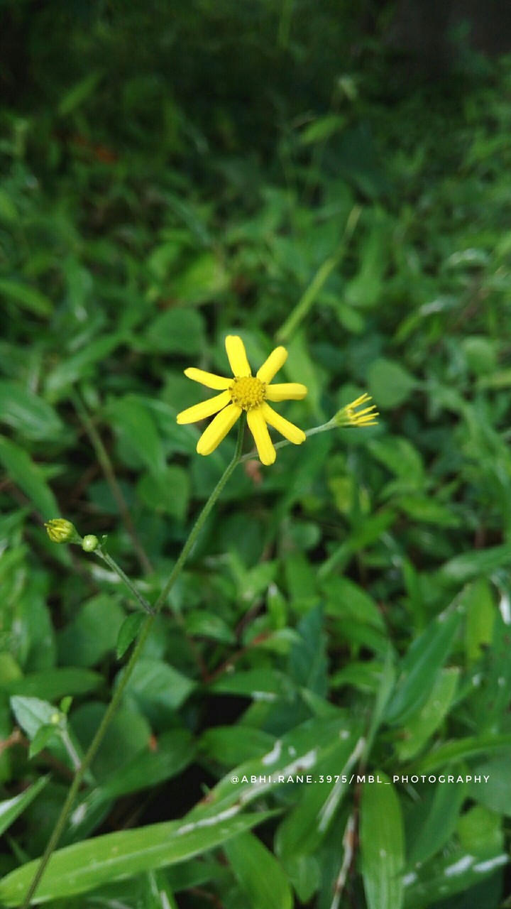 NATURE OF KOKAN IN INDIA