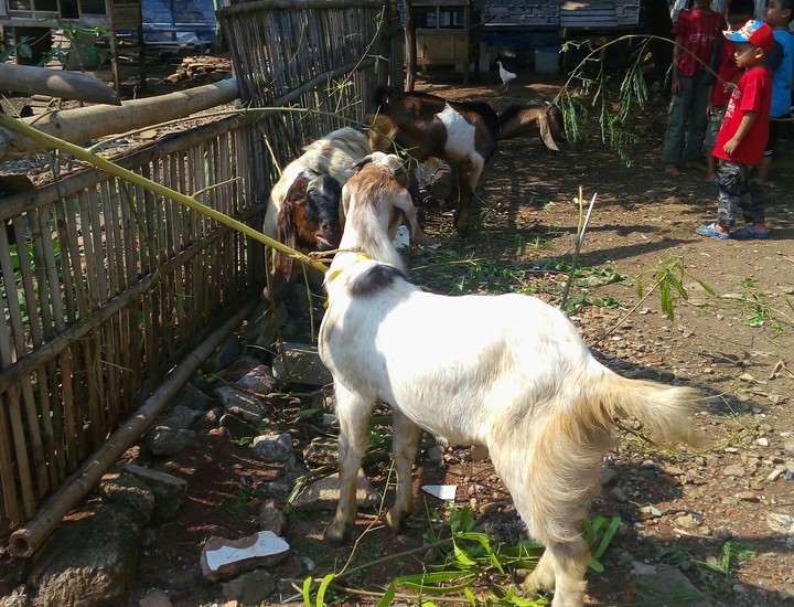 Goat and Kids