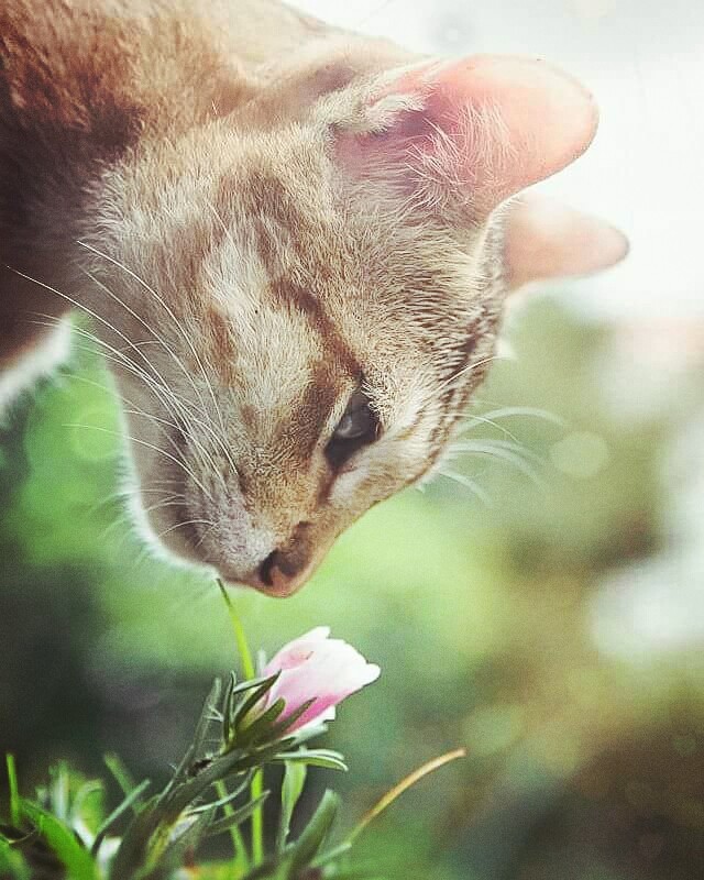 my cat and flower 