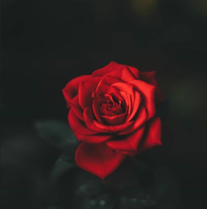 rose