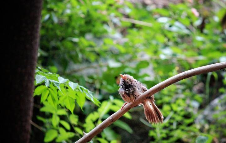 Bird